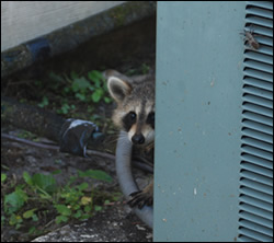 raccoon-removal