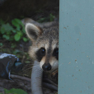 Raccoon Removal